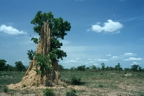 Termitenhügel, Savanne